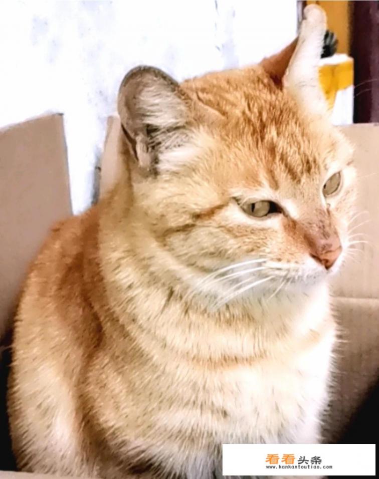 你和流浪猫之间发生过什么有意思的事情吗 你和流浪猫之间发生过什么有意思的事情吗