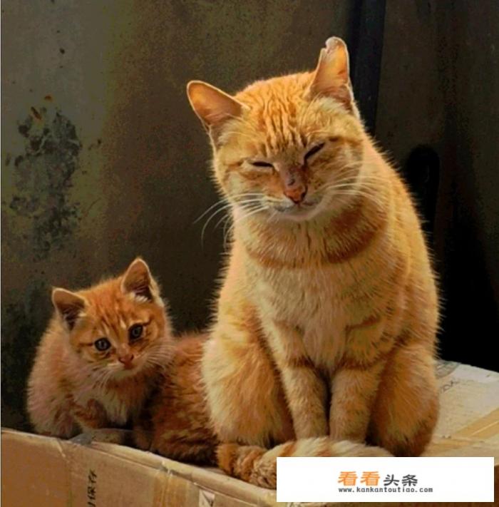 你和流浪猫之间发生过什么有意思的事情吗 你和流浪猫之间发生过什么有意思的事情吗