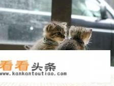 银渐层猫便秘舔 *** 不拉屎,该怎么办 银渐层猫便秘舔 *** 不拉屎,该怎么办