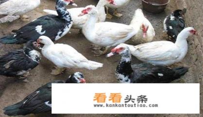 白番鸭养殖 ***  白番鸭养殖 ***