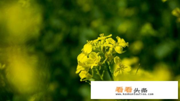 塔城风干肉怎么有股蒜味