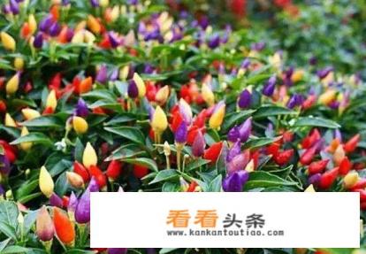五彩椒盆栽种植 ***  五彩椒盆栽种植 ***