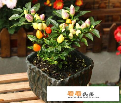 五彩椒盆栽种植 ***  五彩椒盆栽种植 ***