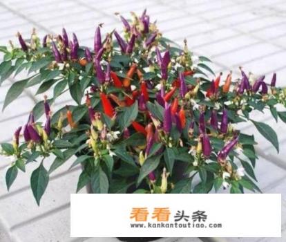 五彩椒盆栽种植 ***  五彩椒盆栽种植 ***