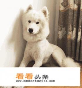 为什么有的狗剃完毛就不长了 为什么有的狗剃完毛就不长了