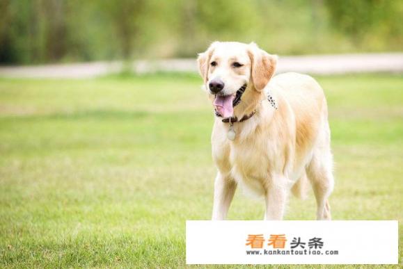 为什么有的狗剃完毛就不长了 为什么有的狗剃完毛就不长了