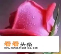 再见爱人是什么综艺 再见爱人是什么综艺