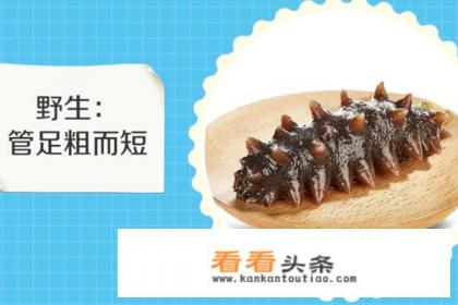 野生海参和养殖海参有什么区别 野生海参和养殖海参有什么区别