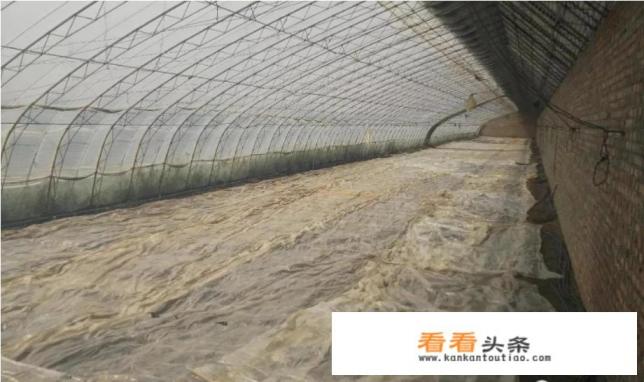 草莓苗什么时候移栽,移植草莓需要注意什么 草莓苗什么时候移栽,移植草莓需要注意什么