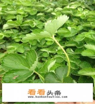 草莓苗什么时候移栽,移植草莓需要注意什么 草莓苗什么时候移栽,移植草莓需要注意什么