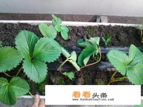 草莓苗什么时候移栽,移植草莓需要注意什么 草莓苗什么时候移栽,移植草莓需要注意什么
