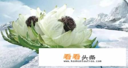 什么人不能吃雪莲