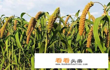 小米与粟米的图片区别