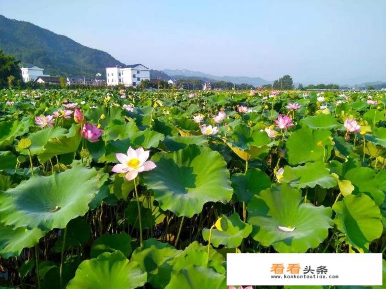 夏日养生小常识你get到了吗？你怎么看