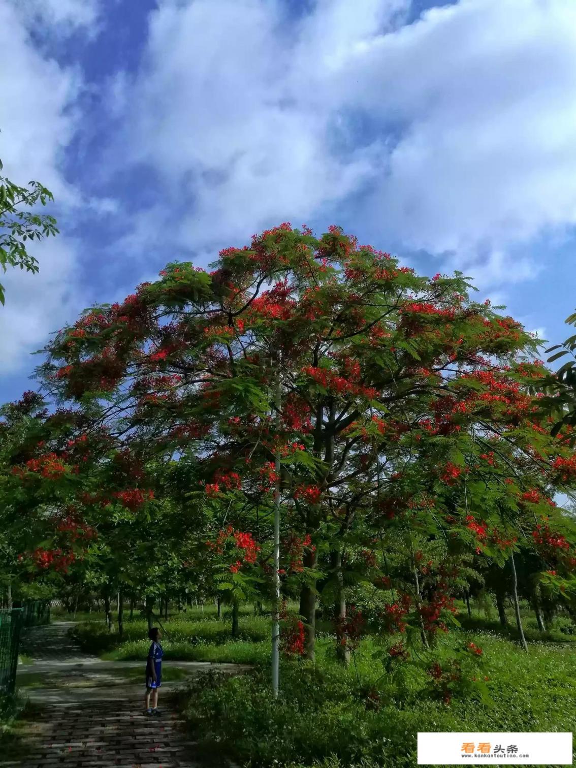 OPPO适合什么相机软件