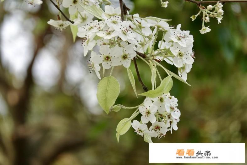 购买摄影备机,在华为P30手机和索尼黑卡M6该怎样选择 购买摄影备机,在华为P30手机和索尼黑卡M6该怎样选择