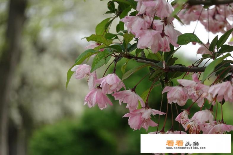 购买摄影备机,在华为P30手机和索尼黑卡M6该怎样选择 购买摄影备机,在华为P30手机和索尼黑卡M6该怎样选择