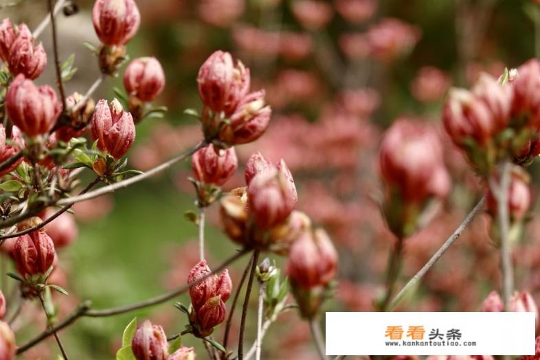 购买摄影备机,在华为P30手机和索尼黑卡M6该怎样选择 购买摄影备机,在华为P30手机和索尼黑卡M6该怎样选择