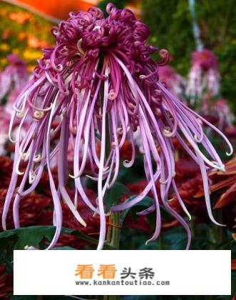 菊花的品种图片和花名 菊花的品种图片和花名