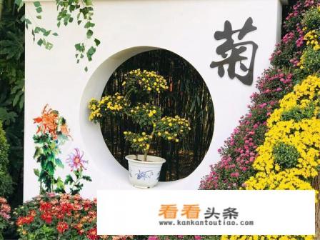 菊花的品种图片和花名 菊花的品种图片和花名