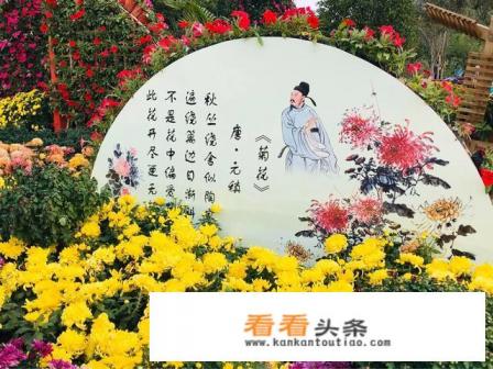 菊花的品种图片和花名 菊花的品种图片和花名