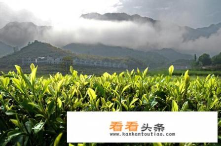 喝什么茶叶减肥快