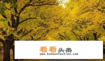 11月适合去哪个国家旅游 11月适合去哪个国家旅游