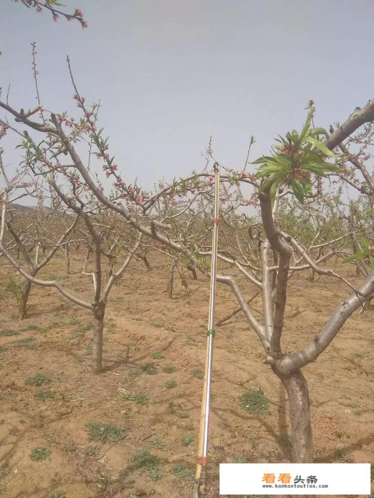 桃子在成熟前期为什么出现掉落,是怎么回事 桃子在成熟前期为什么出现掉落,是怎么回事