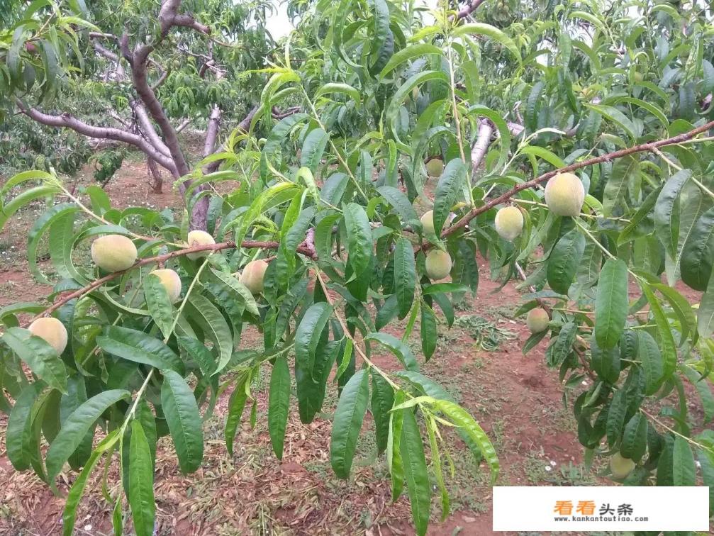 桃子在成熟前期为什么出现掉落,是怎么回事 桃子在成熟前期为什么出现掉落,是怎么回事