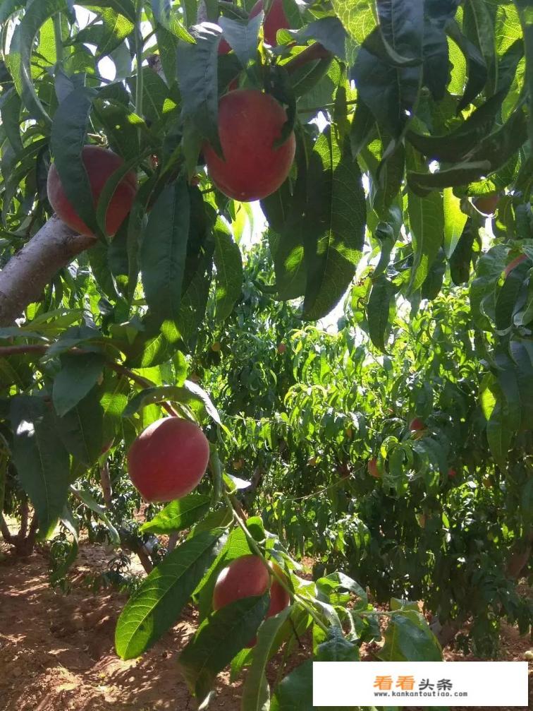 桃子在成熟前期为什么出现掉落,是怎么回事 桃子在成熟前期为什么出现掉落,是怎么回事