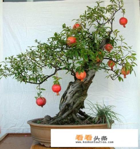 地里的大石榴树桩直接可以盆栽吗