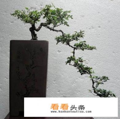 地里的大石榴树桩直接可以盆栽吗