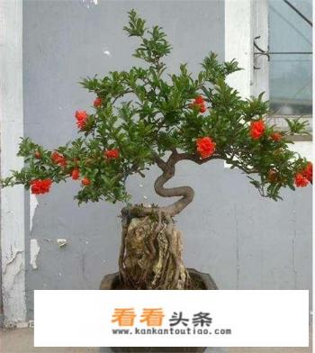 地里的大石榴树桩直接可以盆栽吗