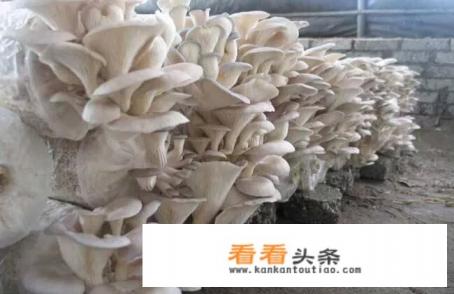 平菇栽培有哪些 *** ?需要注意哪些栽培事项 平菇栽培有哪些 *** ?需要注意哪些栽培事项