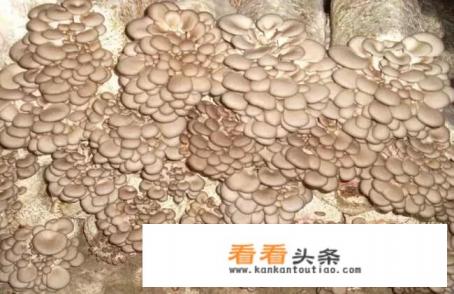 平菇栽培有哪些 *** ?需要注意哪些栽培事项 平菇栽培有哪些 *** ?需要注意哪些栽培事项