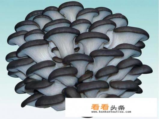 平菇栽培有哪些 *** ?需要注意哪些栽培事项 平菇栽培有哪些 *** ?需要注意哪些栽培事项