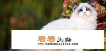 宠物店的宣传策略有哪些 宠物店的宣传策略有哪些