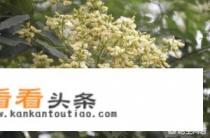 槐花米泡水喝有什么好处