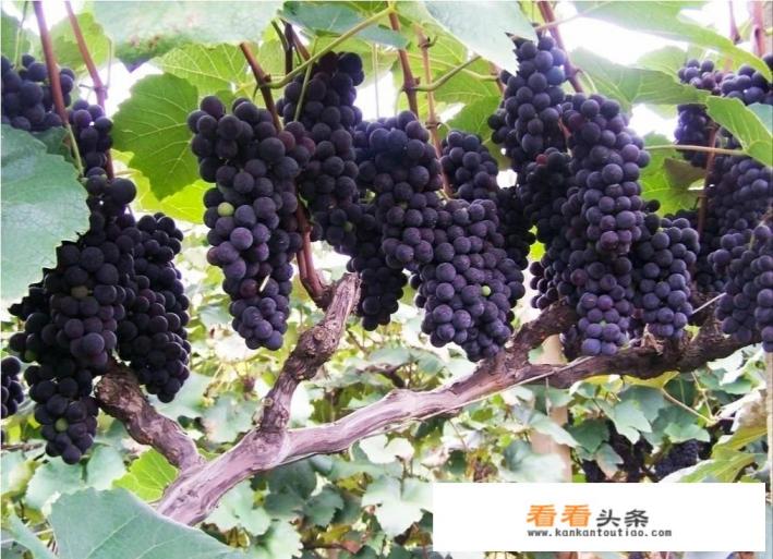 自家酿红酒酸了要怎么做让它不那么酸 自家酿红酒酸了要怎么做让它不那么酸