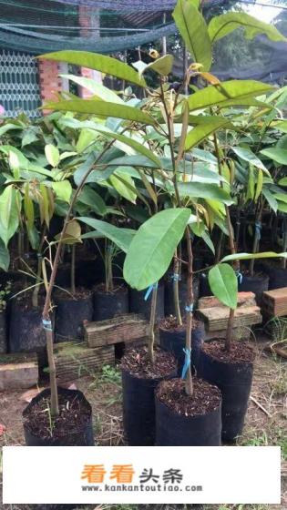 榴莲树苗哪里有 榴莲树苗哪里有