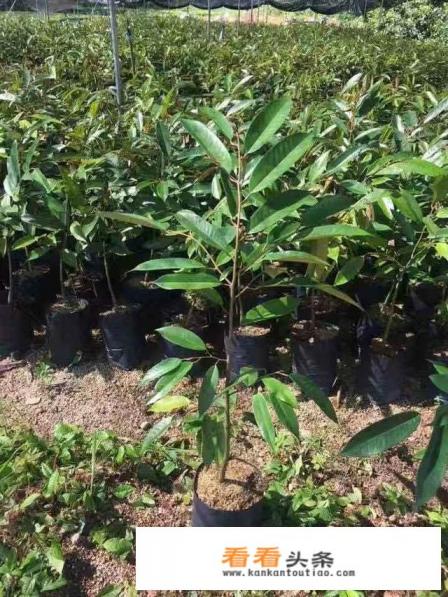 榴莲树苗哪里有 榴莲树苗哪里有