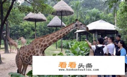 广州长隆最全游玩攻略 广州长隆最全游玩攻略