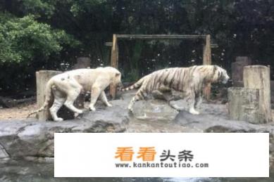 广州长隆最全游玩攻略 广州长隆最全游玩攻略