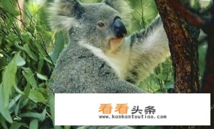 广州长隆最全游玩攻略 广州长隆最全游玩攻略