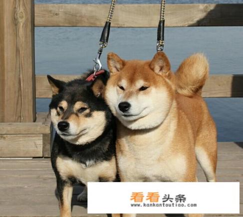 有没有什么可以在屏幕上养个小宠物的软件