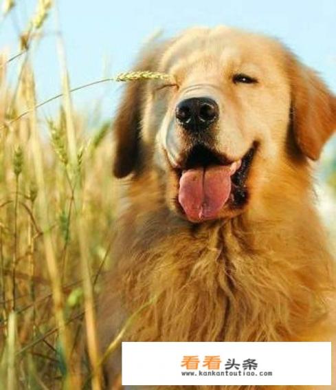 有没有什么可以在屏幕上养个小宠物的软件