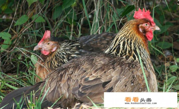 芋儿烧鸡传统做法 芋儿烧鸡传统做法