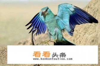 独家供货华为芯片的企业是 独家供货华为芯片的企业是