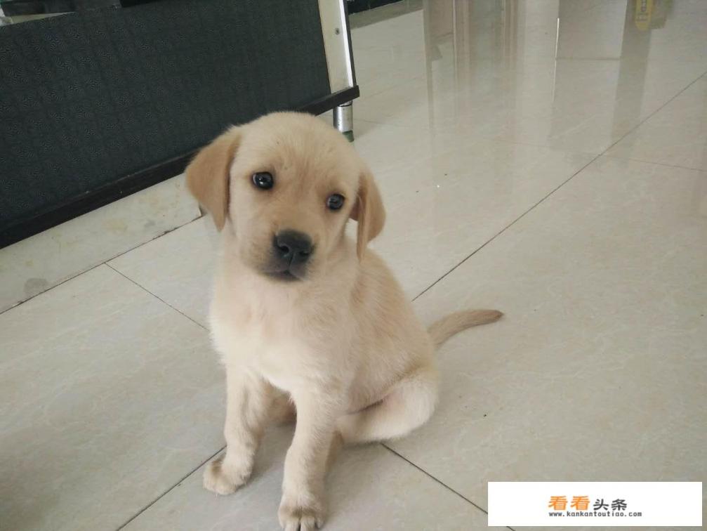 给狗办证去哪里照相 给狗办证去哪里照相