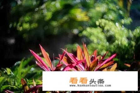 海南旅游十大必备物品 海南旅游十大必备物品